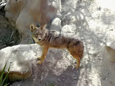 Coyote