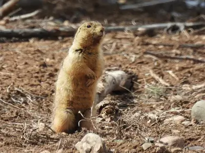 Gunnison's Prairie Dog