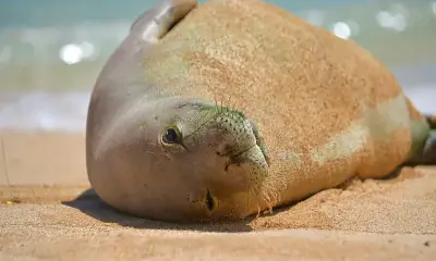 Hawaiian Monk Seal
