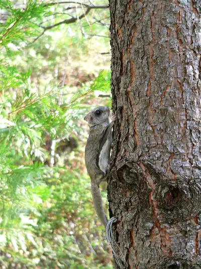 Humboldt's Flying Squirrel