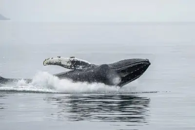 Humpback Whale