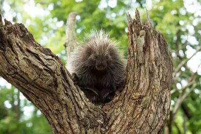 North American Porcupine