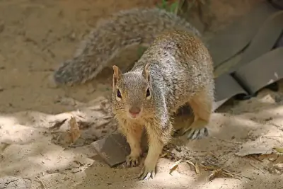 Rock Squirrel