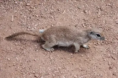 Round-tailed Ground Squirrel