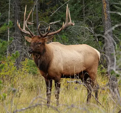Wapiti