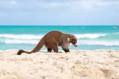 White-nosed Coati