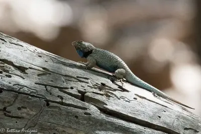 Clark's Spiny Lizard