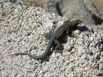 Common Side-blotched Lizard