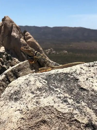 Desert Collared Lizard