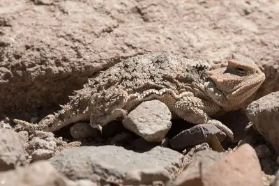 Greater Short-horned Lizard