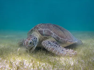 Green Sea Turtle
