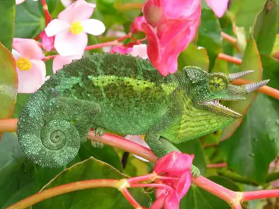 Jackson's Chameleon