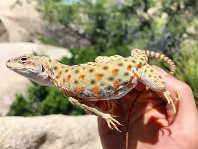 Long-nosed Leopard Lizard