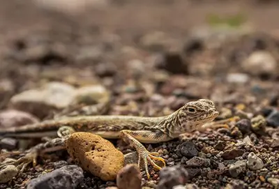 Mojave Fringe-toed Lizard
