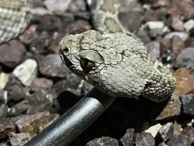 Mojave Rattlesnake
