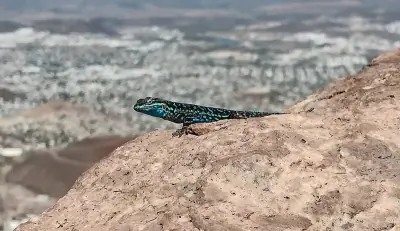 Ornate Tree Lizard