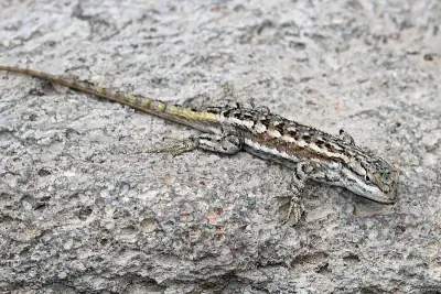 Plateau Fence Lizard