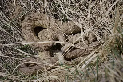 Prairie Rattlesnake