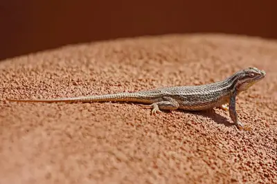 Southwestern Fence Lizard