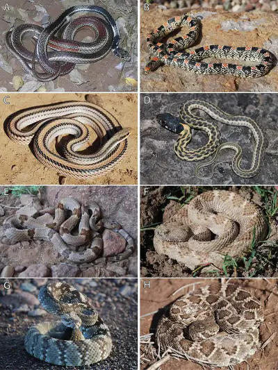 Western Black-tailed Rattlesnake