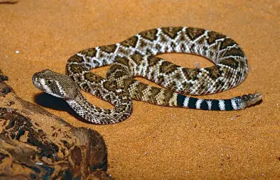 Western Diamond-backed Rattlesnake
