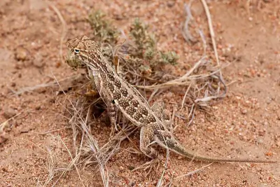 Western Earless Lizard