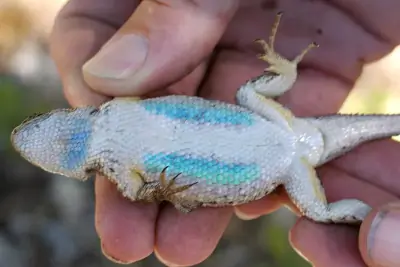 Western Fence Lizard