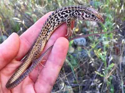 Western Whiptail