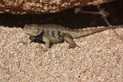 Yellow-backed Spiny Lizard