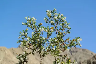 Creosote Bush