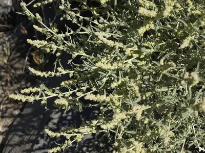 Fourwing Saltbush