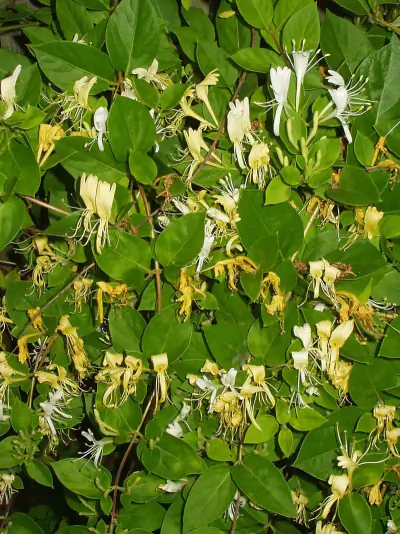 Japanese honeysuckle