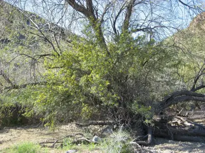 kofa mountain barberry