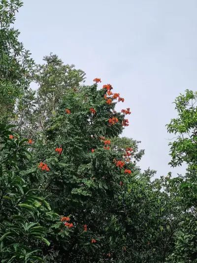 African tulip tree