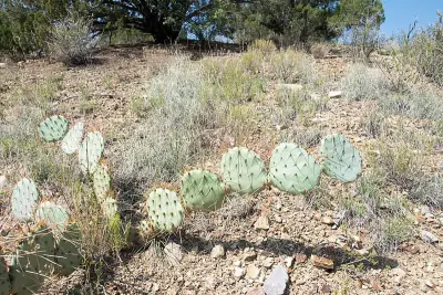 Brown-spined Pricklypear