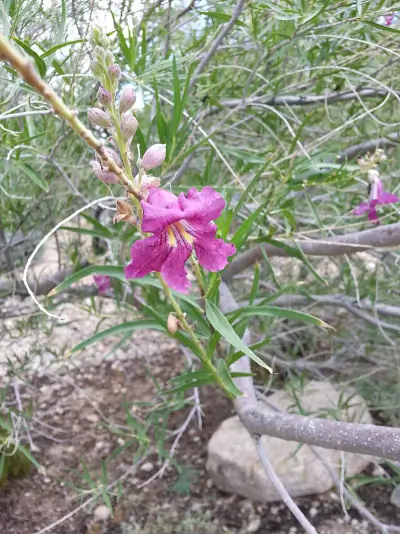 desert willow