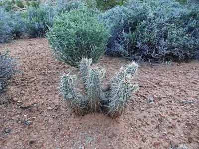 Engelmann's Hedgehog Cactus