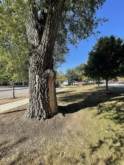 Siberian elm