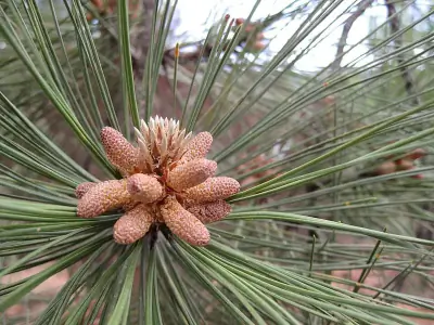 Southwestern Ponderosa Pine