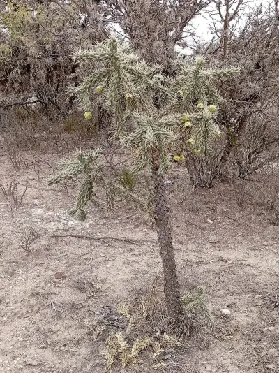 tree cholla